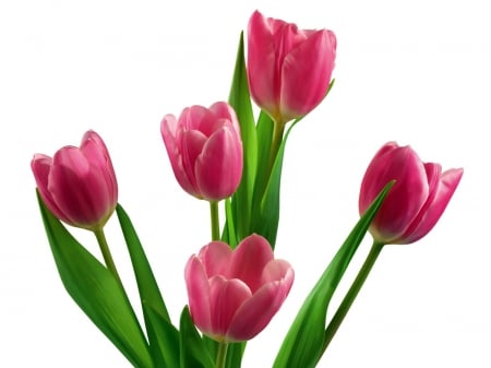 Lovely Tulips - nature, purple, pink, tulips, flowers