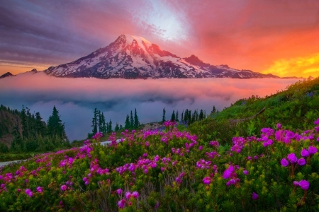 Sunrise Light Illuminates Mount Rainier - sky, national park, snowy peaks, mountains, white, purple, yellow, clouds, orange, green, fuchsia, springtime, oregon, washington state, forest, beautiful, dawn, fog, flowers, sunrise