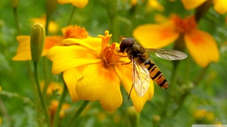 bee on a flower - insect, bee, yellow, flower