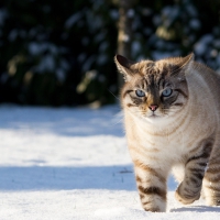 cat in the snow