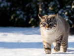 cat in the snow