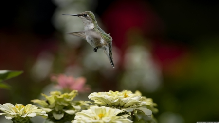 hummingbird - bird, flying, flower, hummingbird