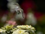 hummingbird