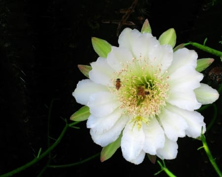 Beautiful Flower - white, flower, nature, bloom