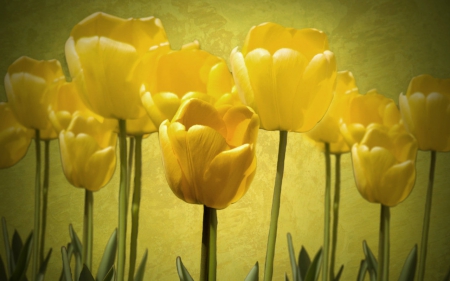 Yellow Tulips