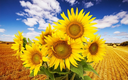 Sunflowers - sunflowers, yellow, nature, bloom