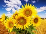 Sunflowers