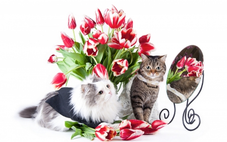 Cats - white, red, flower, animal, mirror, tulips, cat