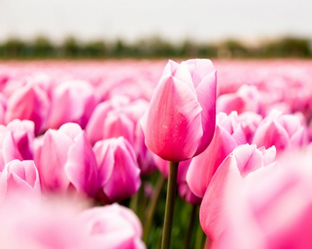 Pink Tulips - nature, tulips, flowers, pink