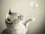 Cat and bubble