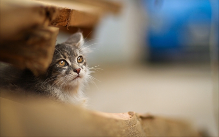 Cat - animal, cat, photography, orange, blue