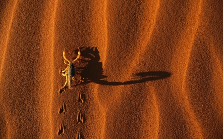 Scorpion - scorpion, orange, tail, zodiac, sand, shadow