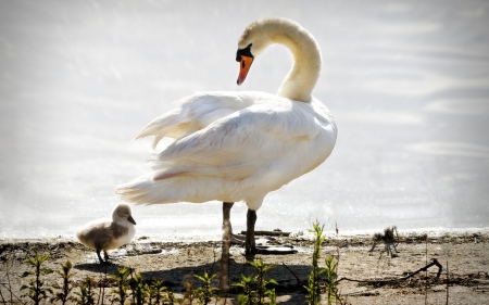 Swan - white, swan, bird, baby