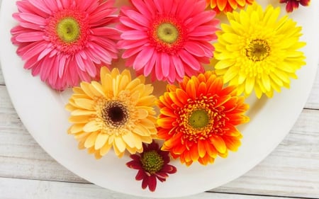 Beautiful Flowers - bloom, flowers, plate, petals