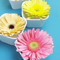 Flowers in a Cup