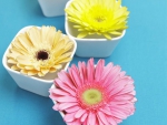 Flowers in a Cup