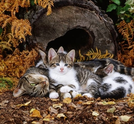 mother cat and kittens - kittens, garden, cats, mother, fall season, animals