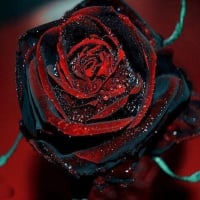 Black Magic Rose