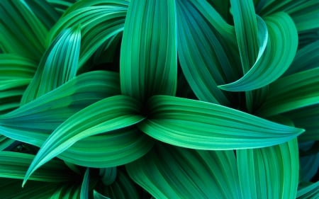 Green Leaf Abstract - leaves, nature, green, leaf