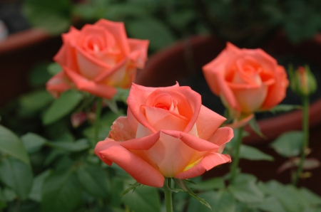 Roses - beauty, roses, peach, three, pink, petals, beautiful, leaves, flowers