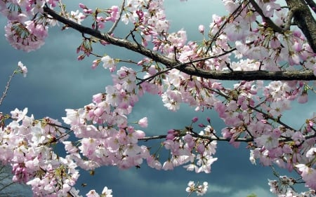 Cherry Blossom Branches - nature, branches, flowers, cherry blossoms