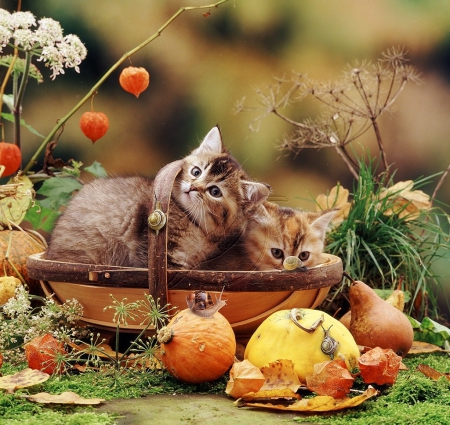 Two kittens in a trug basket - kittens, animals, cats, basket, fall season