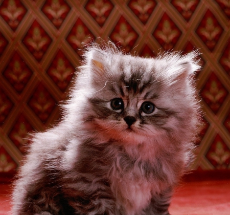 Silver tabby longhair kitten