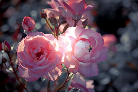 Beautiful pink roses