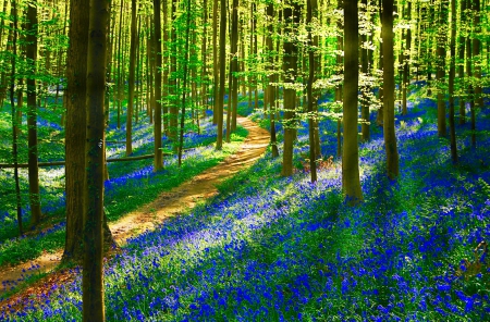 Sunny forest - rays, slope, carpet, sunshine, trees, bluebells, summer, path, lovely, forest, beautiful, sunny, flowers