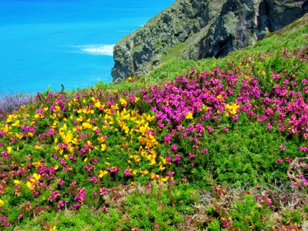 Sea view - pretty, carpet, water, summer, coast, beach, beautiful, sea, grass, meadow, lovely, flowers, wildflowers, nature, view, rocks