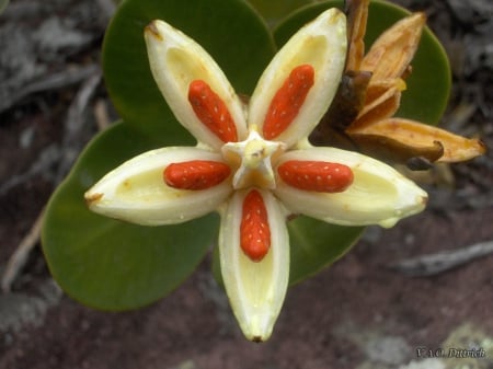 Orange and White Flower - flowers, one flower, orange, nature