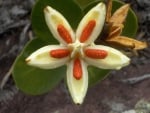 Orange and White Flower