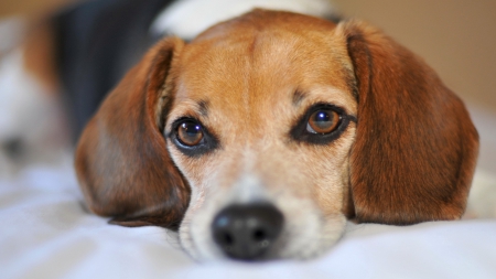 Adorable Beagle