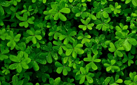 Clovers - nature, clovers, shamrocks, green