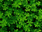 Clovers