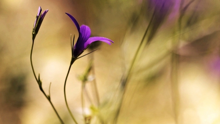 Lovely Purple - one, flower, purple, gorgeous