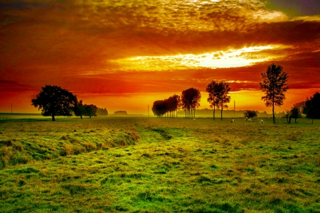 BEAUTIFUL EVENING - nature, sky, trees, field, sunset