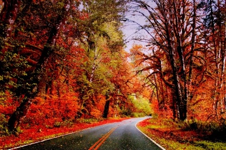 AUTUMN ROAD - nature, autumn, forest, road