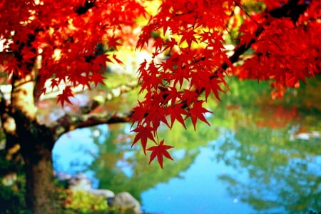 AUTUMN POND - lake, autumn, leaves, tree, pond