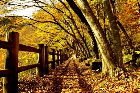 ALONG the AUTUMN PATH - path, fence, park, autumn