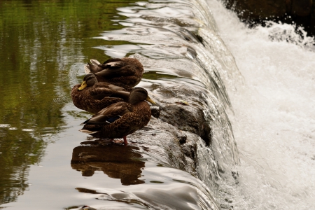 Ducks by the falls - ducks in a pond, pond, falls, summer stream, stream, Ducks by the falls, water flow, ducks