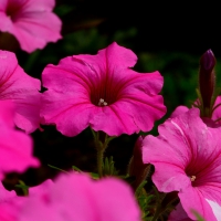 Purple Petunia Macro