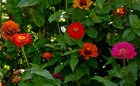 Bountiful Beauty - colorful flowers, pretty flowers, amazing flowers, Bountiful Beauty, red flowers