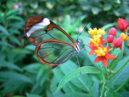 Glass winged Butterfly - butterfly, lass, water, beautiful