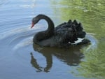 Black swan