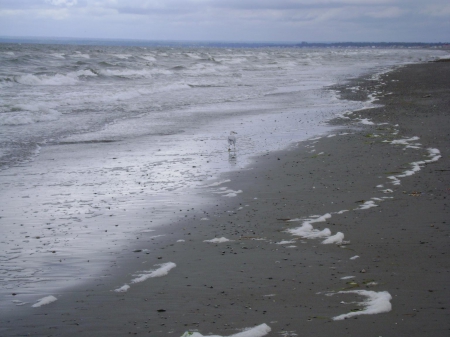 A lonely seagull - water, black and white, sky, wind