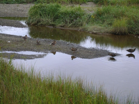 The ducks - water, duck, sand, bushes