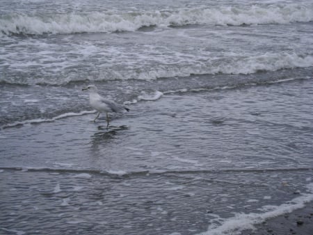 A bird and a sea - water, windy, grey, bird