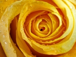 Yellow Rose