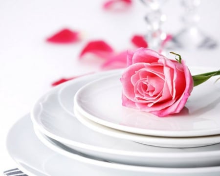 Pink Rose - flowers, rose, plate, pink